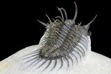 Spiny Comura Trilobite - Oufaten, Morocco #160893-5
